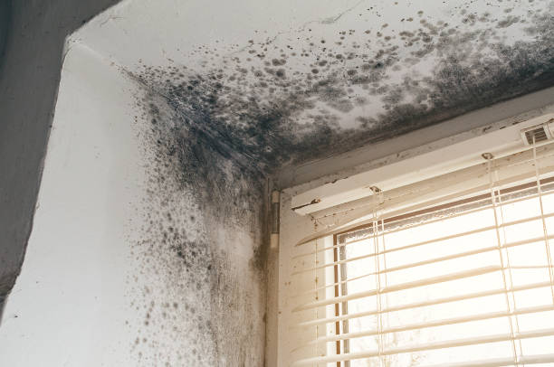 Affordable Mold Cleanup solutions in Clarksburg, MD